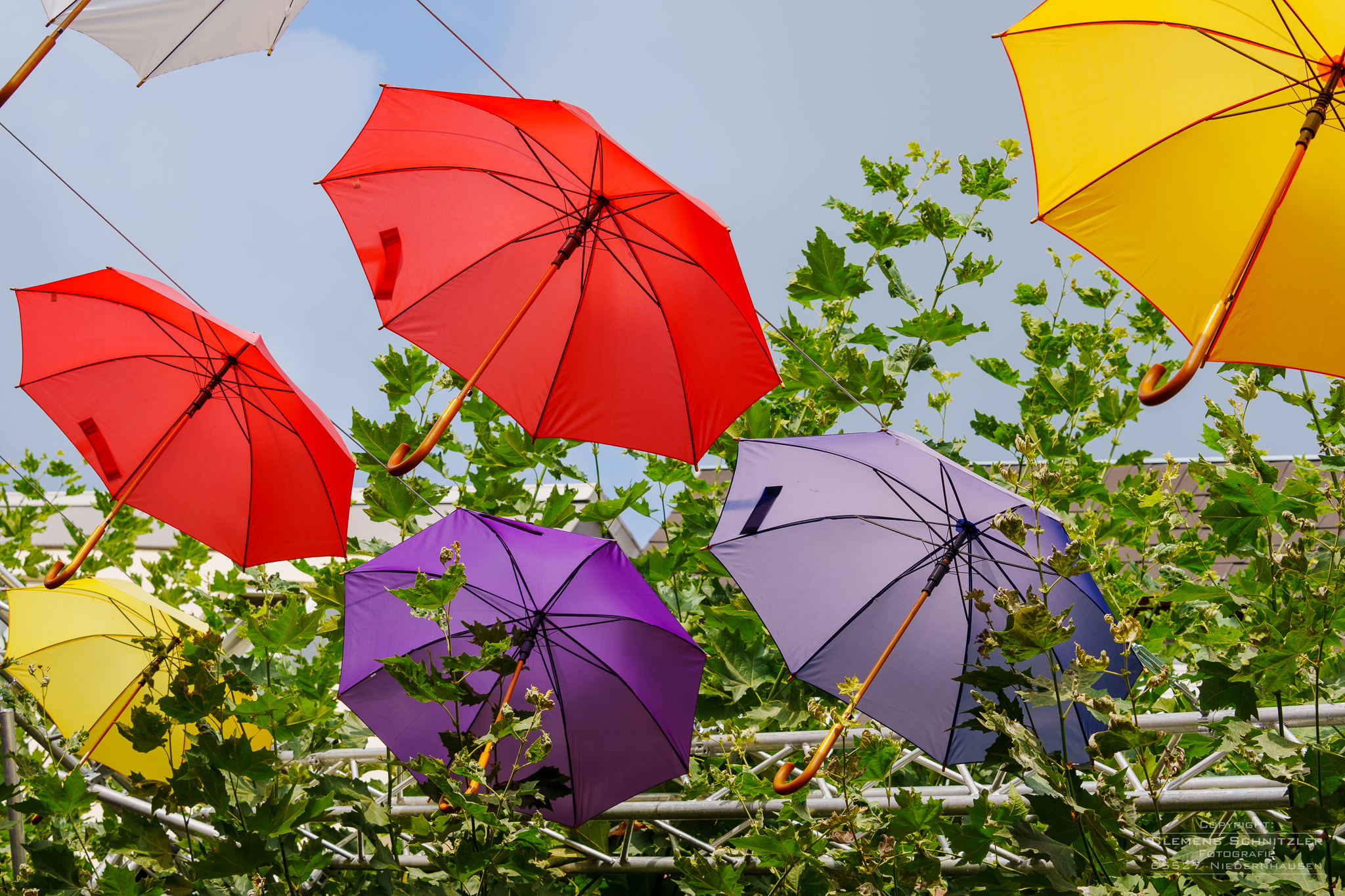 Rote, gelbe, blaue Regenschirme vor grünem Rebenlaub